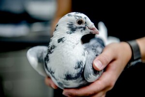 Taube in der Hand