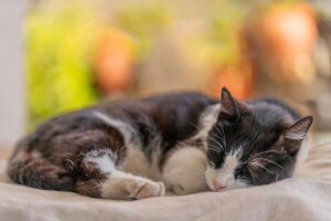 Katze schlafend_Omer Dogan.jpg