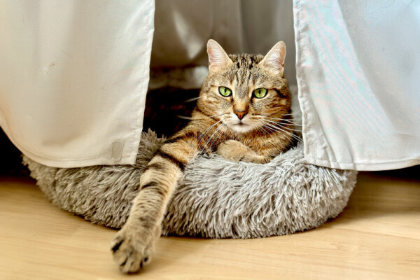 stellvertreter_katze_kater_tier_km.jpg